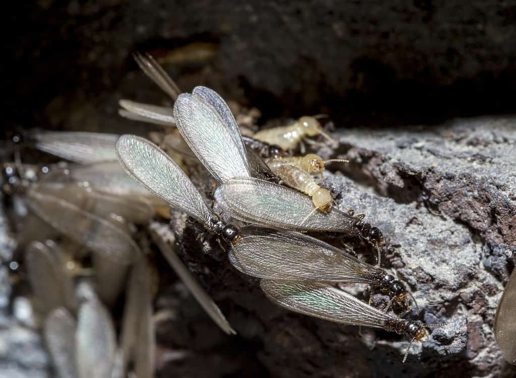 Eastern subterranean termites, The swarmers (reproductives), alates, Winged termites, Reticulitermes flavipes