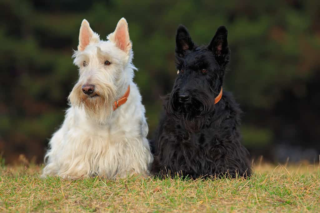 Pair of black and white scottish terriers, sitting on green grass lawn.