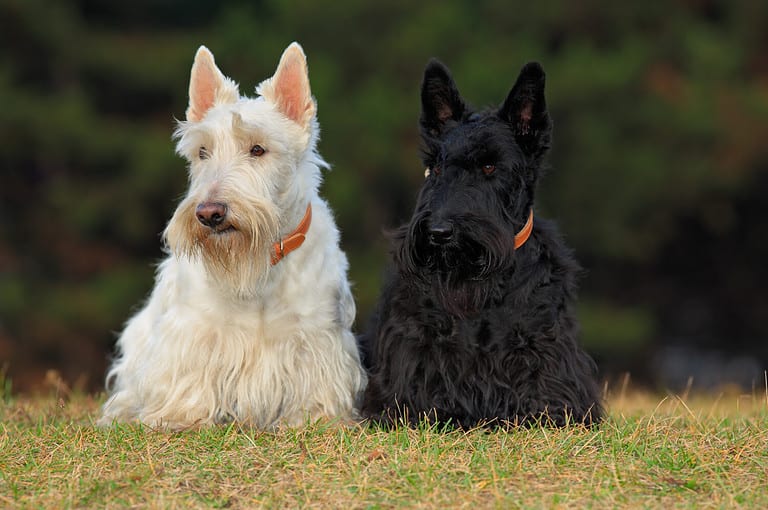 Pair of black and white scottish terriers, sitting on green grass lawn.