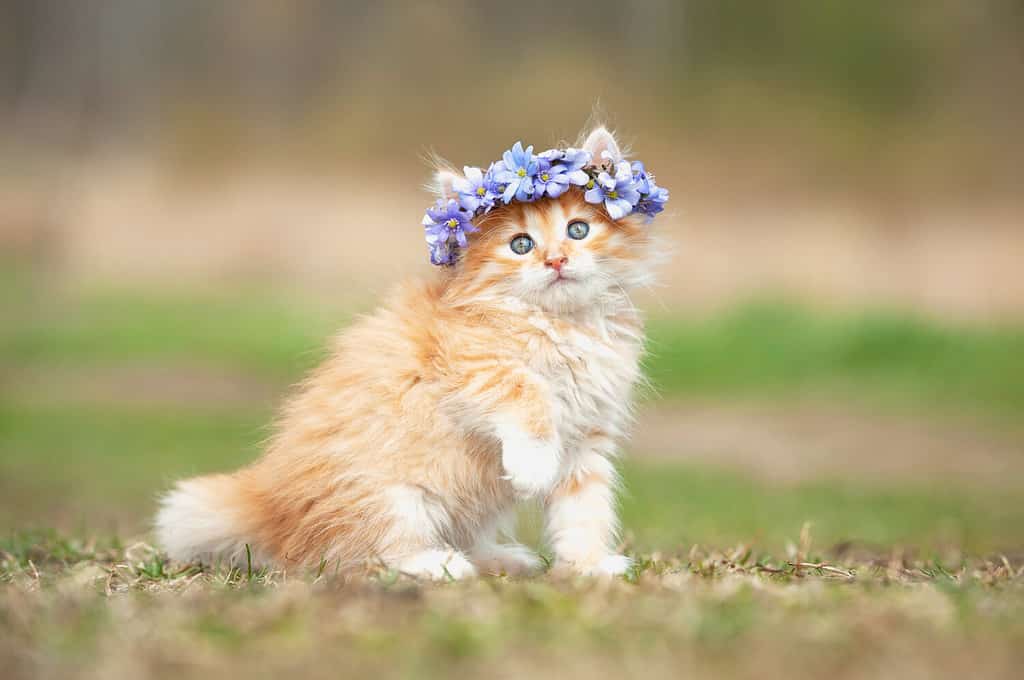 Little red kitten with wreath of blue flowers on its head