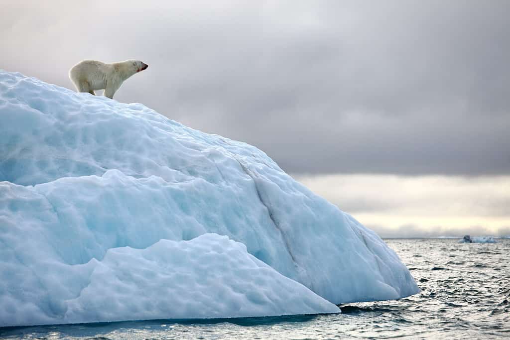 Polar bear on iceberg