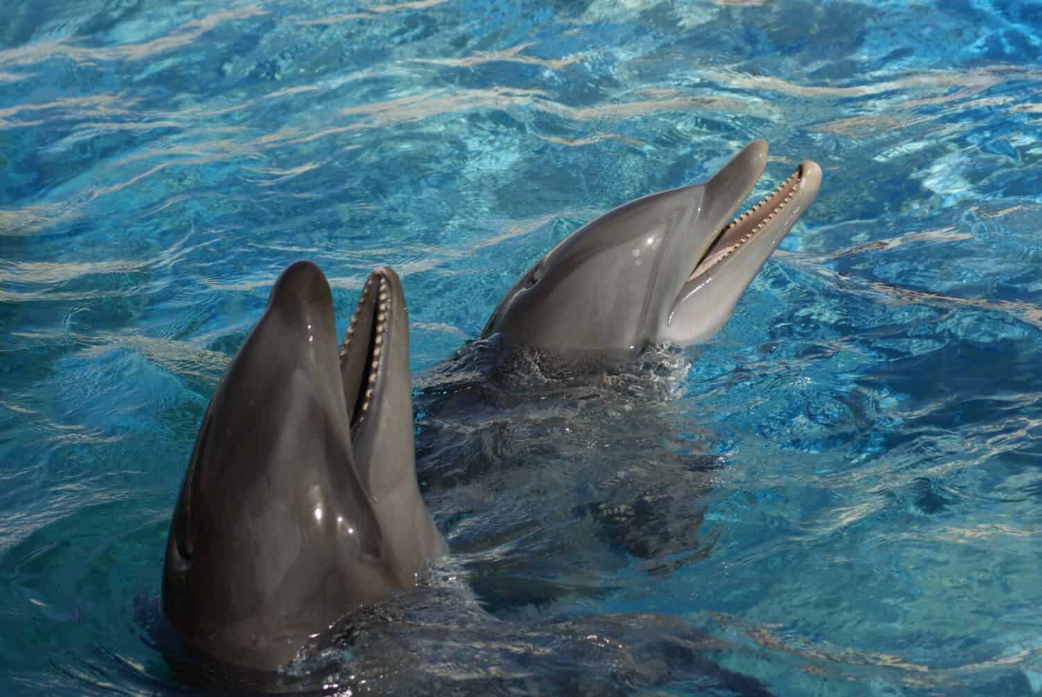 Wholphin and Bottle Nosed Dolphin