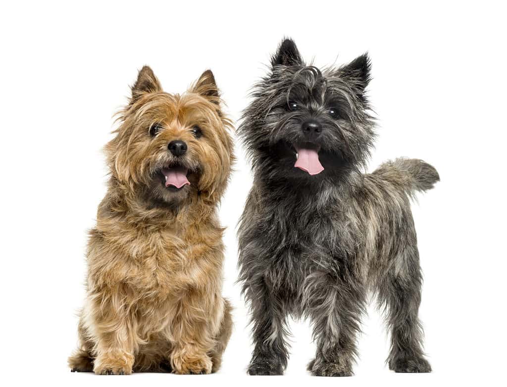 Cairn terriers in front of white background