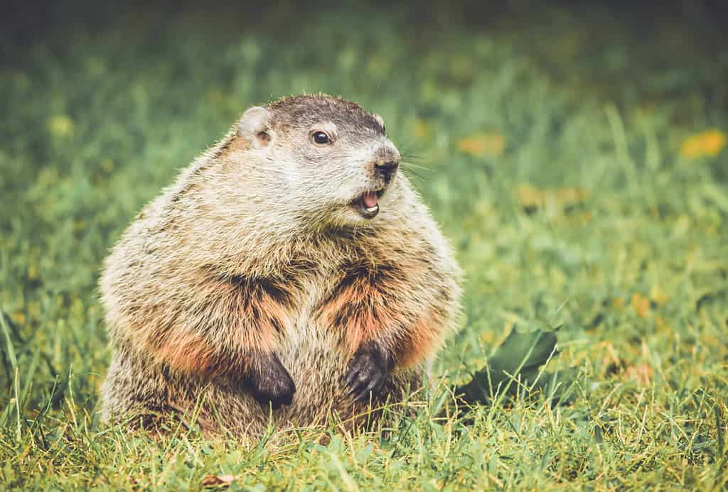Woodchuck in vintage garden setting, standing up with mouth open, looking right