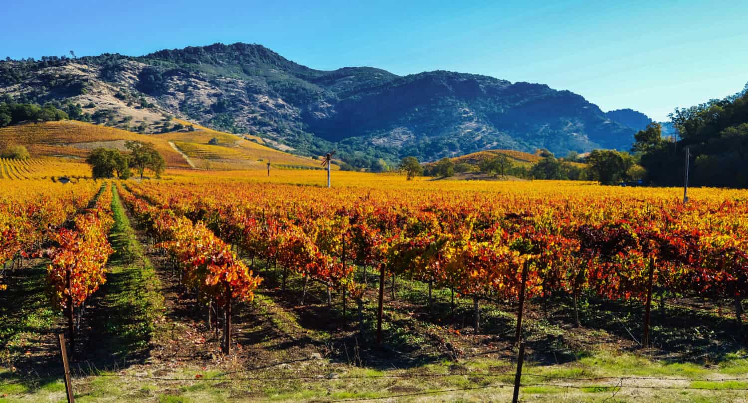 Vineyards in the Fall, Napa Valley