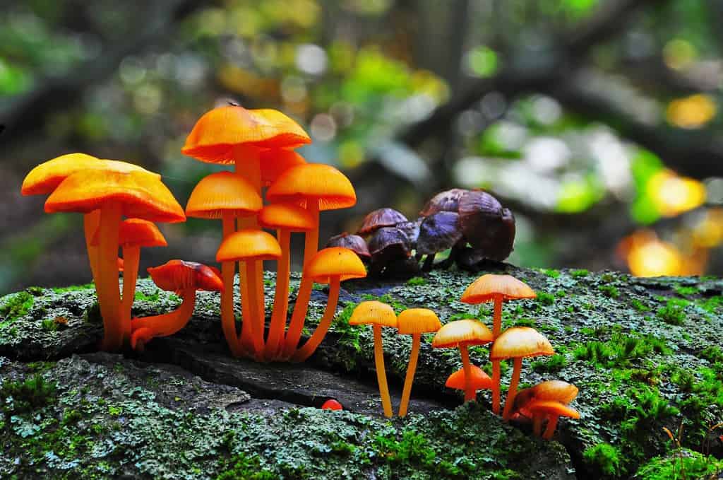 Orange Mycena Mushrooms, Avon Trail, Ontario, Canada.