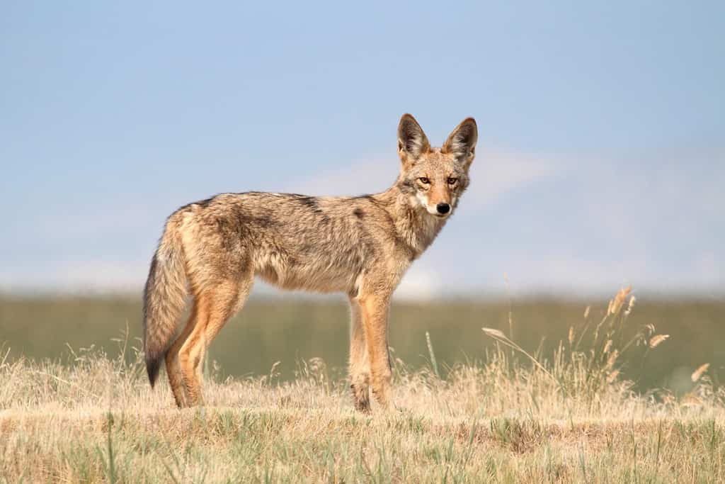 Western Coyote (Canis latrans) in northern California