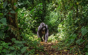 When Were Gorillas First Discovered? Why Was It So Late? photo