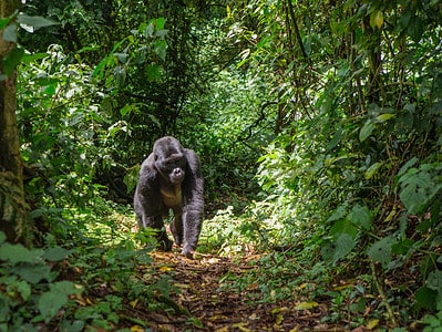 A When Were Gorillas First Discovered? Why Was It So Late?