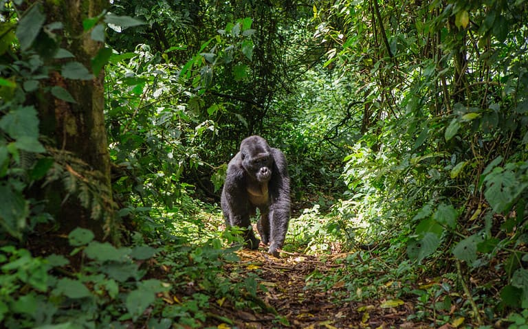 Mountain gorillas in the rainforest. Uganda. Bwindi Impenetrable Forest National Park. An excellent illustration.