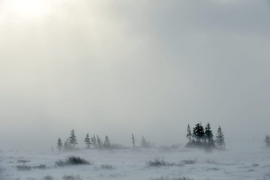 Snowstorm in tundra landscape with trees. low visibility conditions due to a snow storm in tundra foreground in Canada at winter time