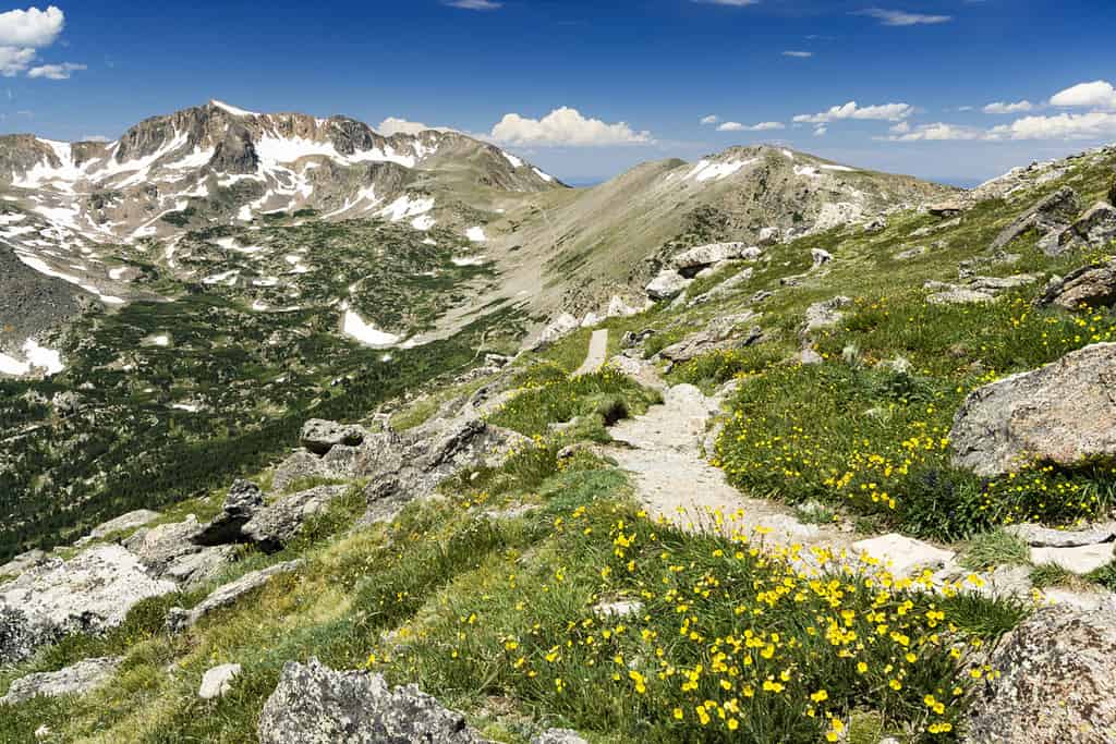 Arapaho Glacier Trail Crosses the Continental Divide High in the Colorado Rocky Mountains with Summer Wildflowers Blooming on the Tundra