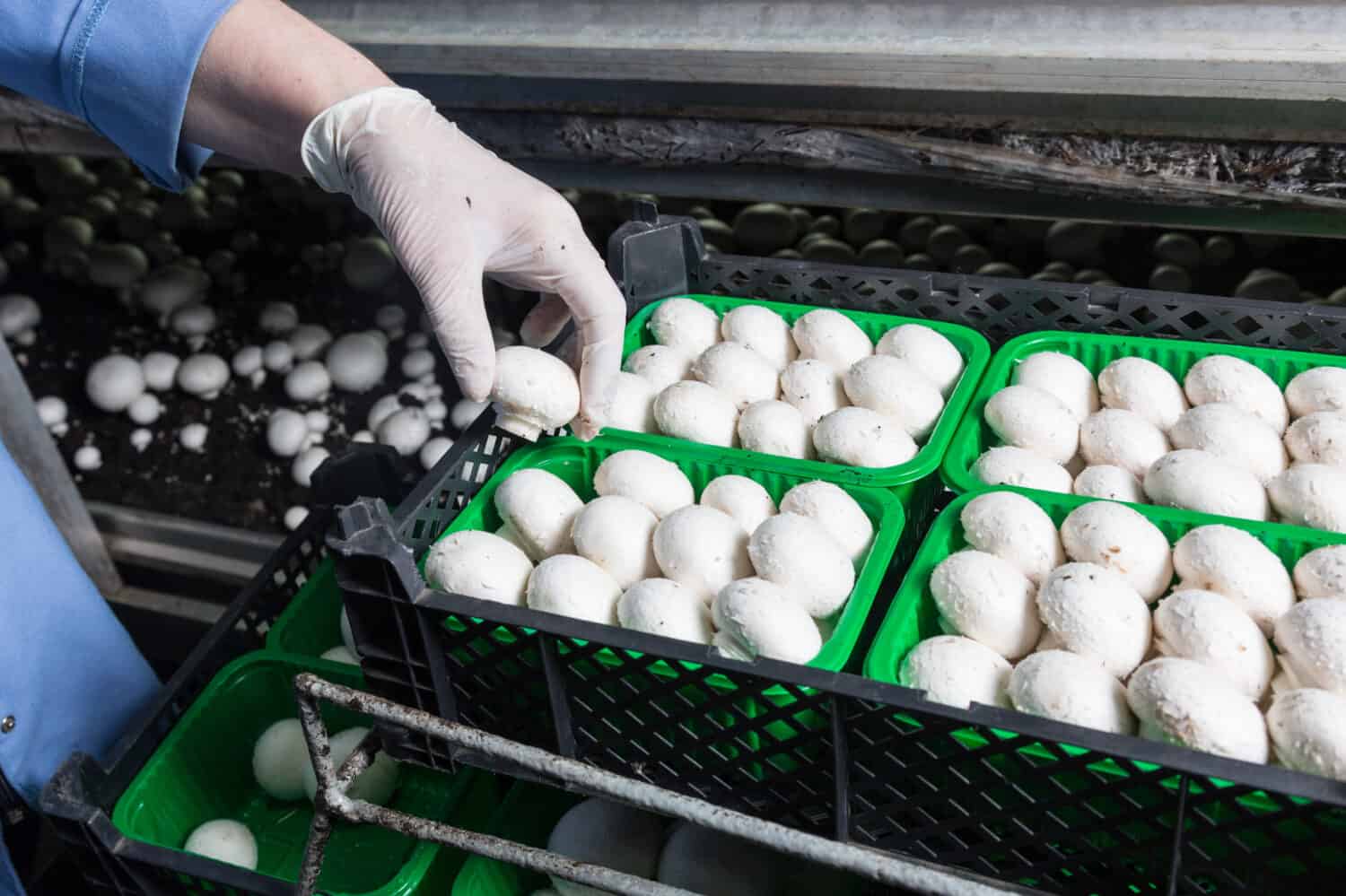 Hand in a rubber glove  picking up fresh harvest of champignons into containers on a mushroom growing plant. Food production 