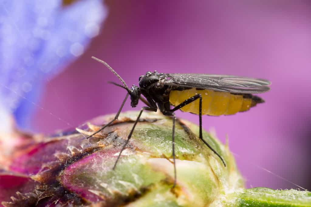 How to get rid of Gnats Naturally - Daily Appetite