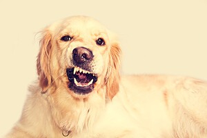 Pet Peeves: 11 Things You Do That Your Dog Hates photo