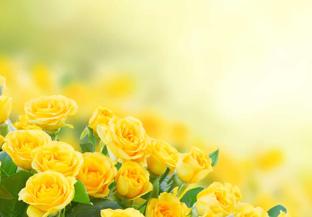 Yellow roses symbolize joy and friendship.