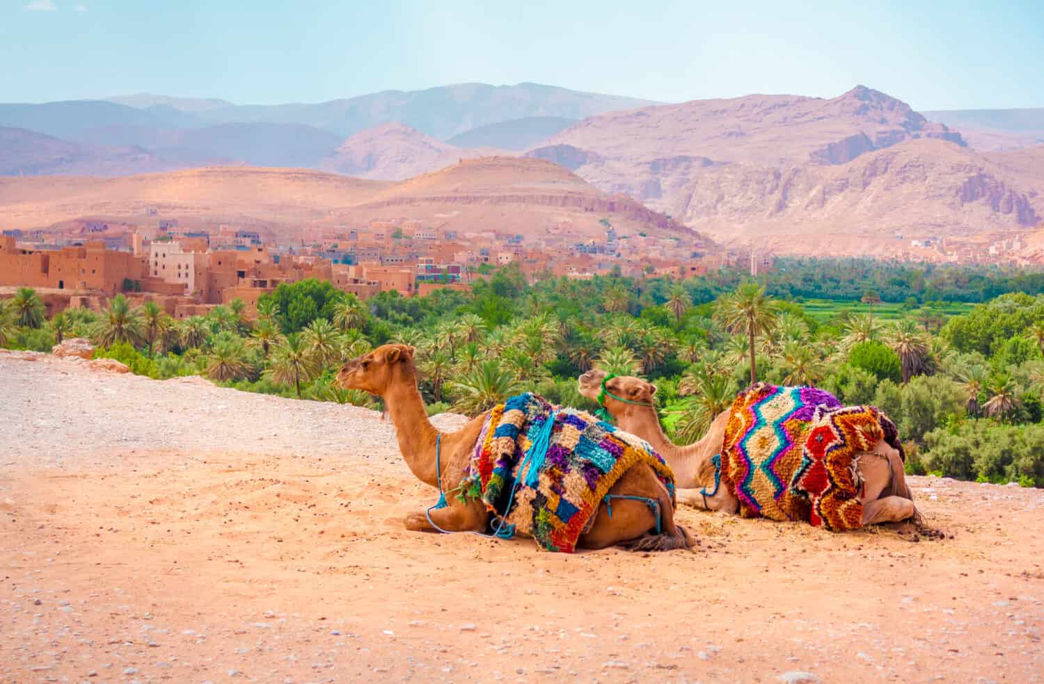 Camels rest on the border of a cliff with a village on the back. It is located in Morroco, Africa.