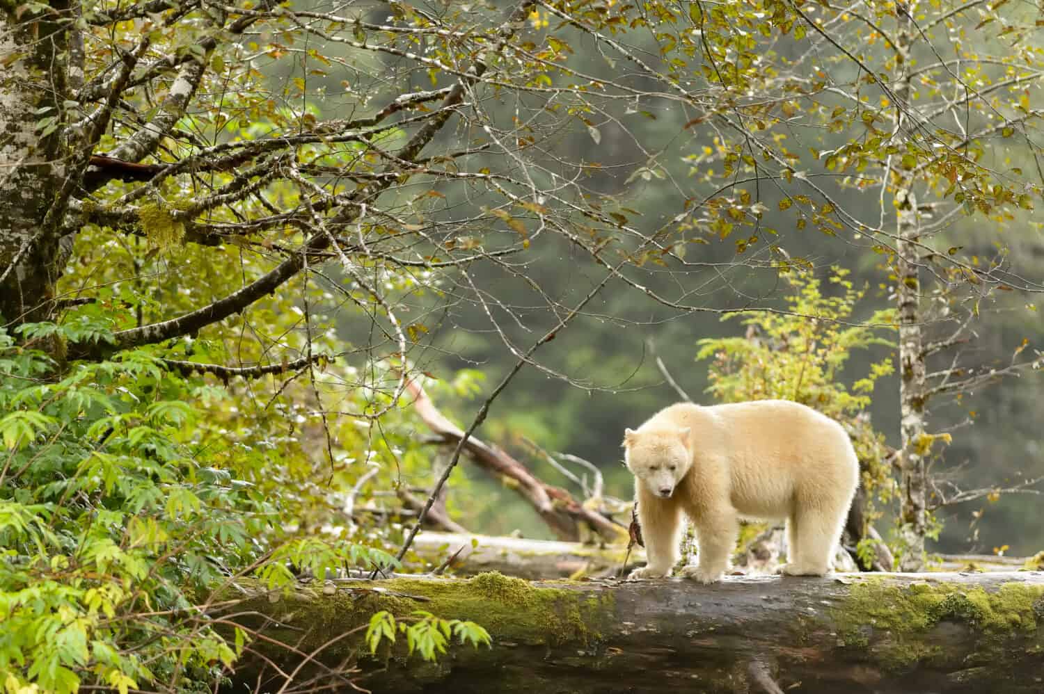 Spirit Bear (Ursus americanus kermodei) - In Green Forest