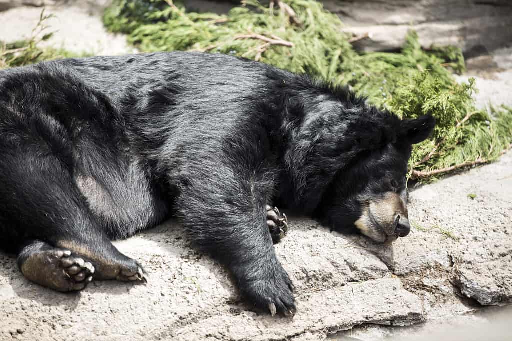 Black bear napping on the rock