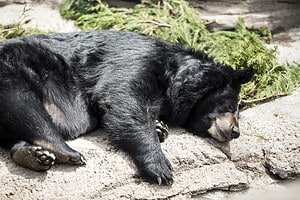 Woman Walks Out and Finds Bear Asleep in Her Front Yard Picture