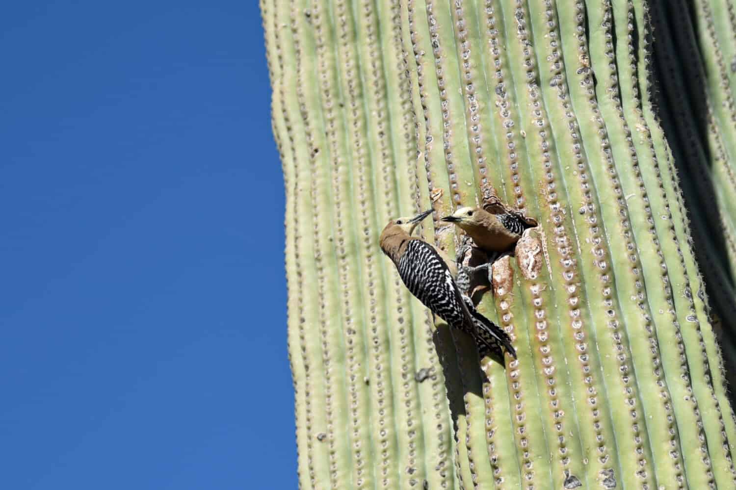 Gila woodpecker breeding pair taking turns at feeding young in saguaro cactus