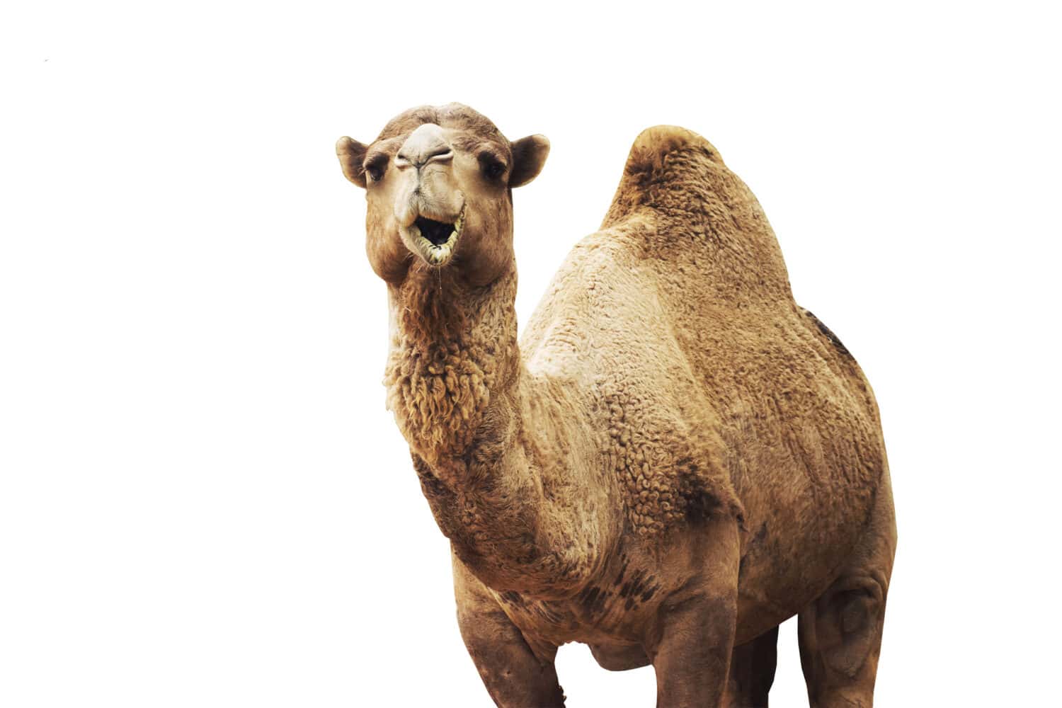 african camel isolated on white background.