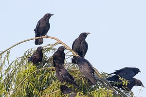 How Do Crows Communicate? Picture
