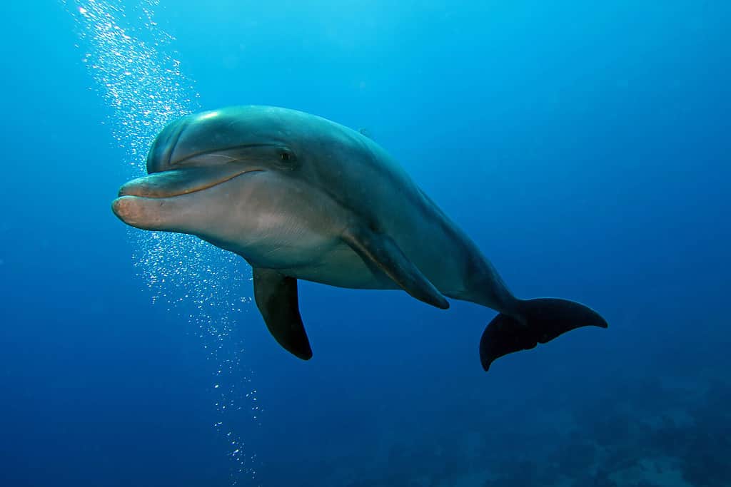 Bottlenose dolphin