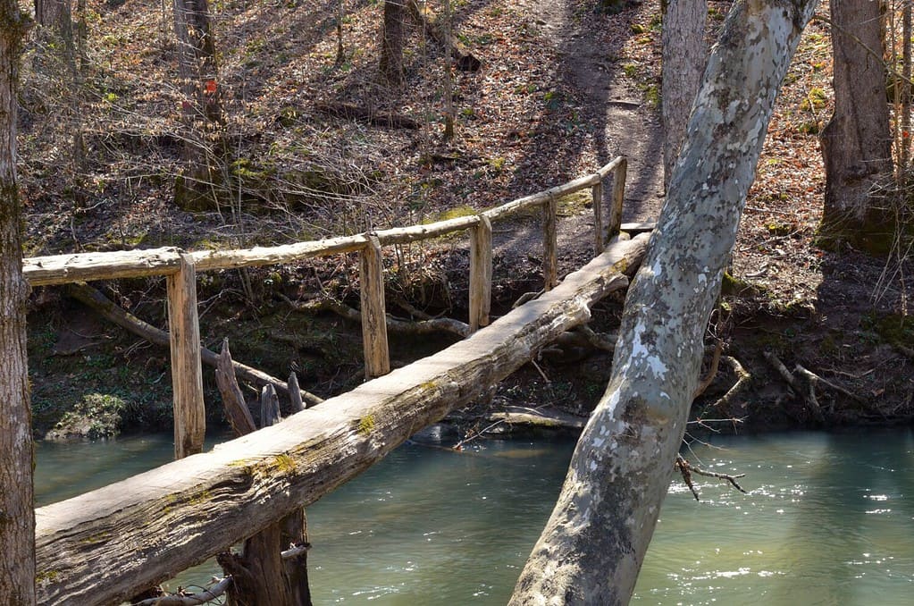Wooden walking bridge made out of a log connecting hiking trail. Path extending through hardwood forest.