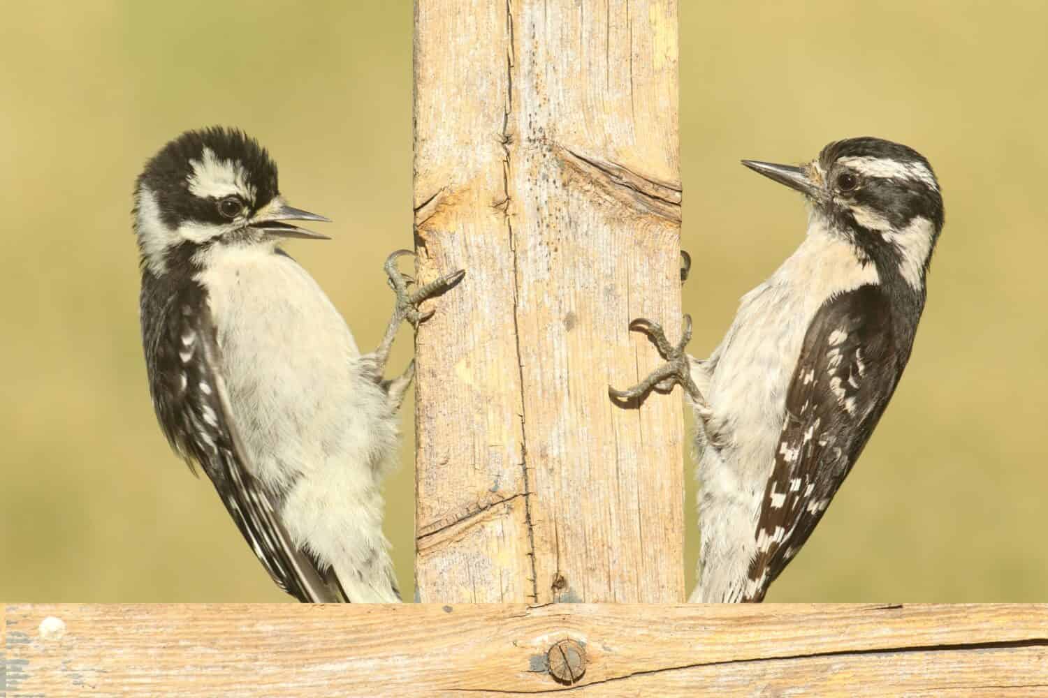 Female Downy Woodpecker (Picoides pubescens) on a fence with her baby