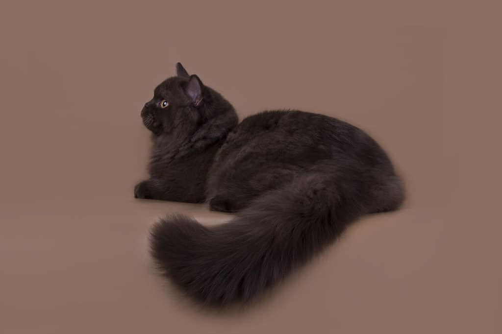British longhair cat chocolate color on a brown background isolated