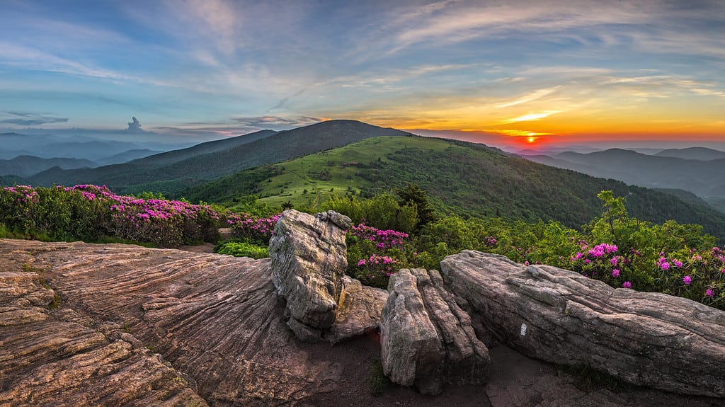 Roan Mountain State Park, Tennessee, rhododendron bloom