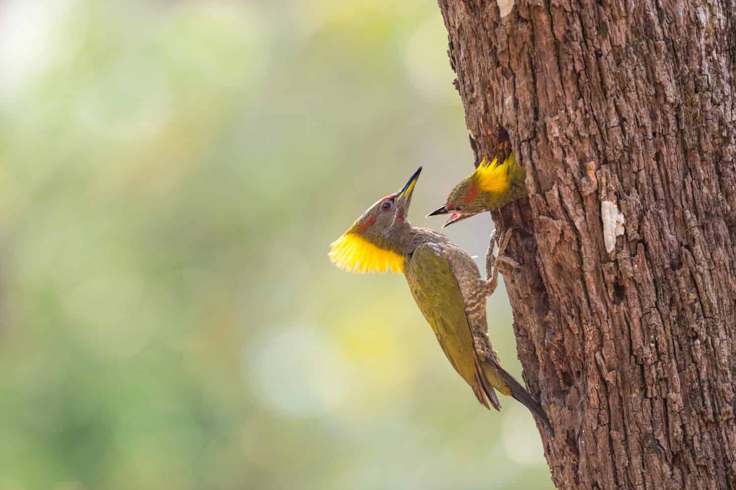 Beautiful hungry baby chick at nest. Lesser Yellownape woodpecker( Picus Chlorolophus ) feeding his young bird, natural blurred background and bokeh, copy space