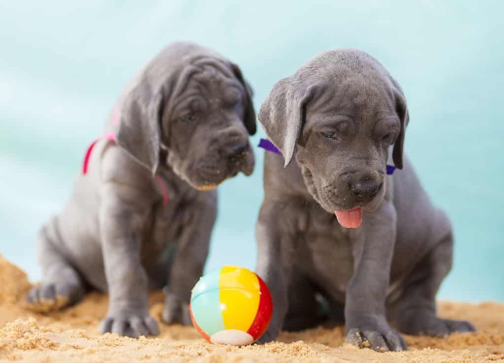 Pair of purebred Great Dane puppies on sand with a ball