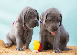 Great Dane Puppies: Pictures, Adoption Tips, and More! Picture