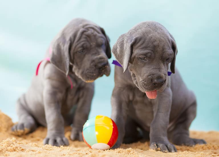 Pair of purebred Great Dane puppies on sand with a ball