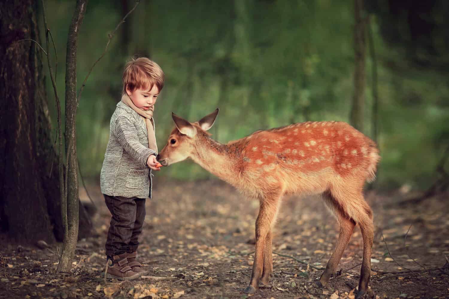 Cute little boy is feeding a baby fawn in the forest.  Image with selective focus and toning