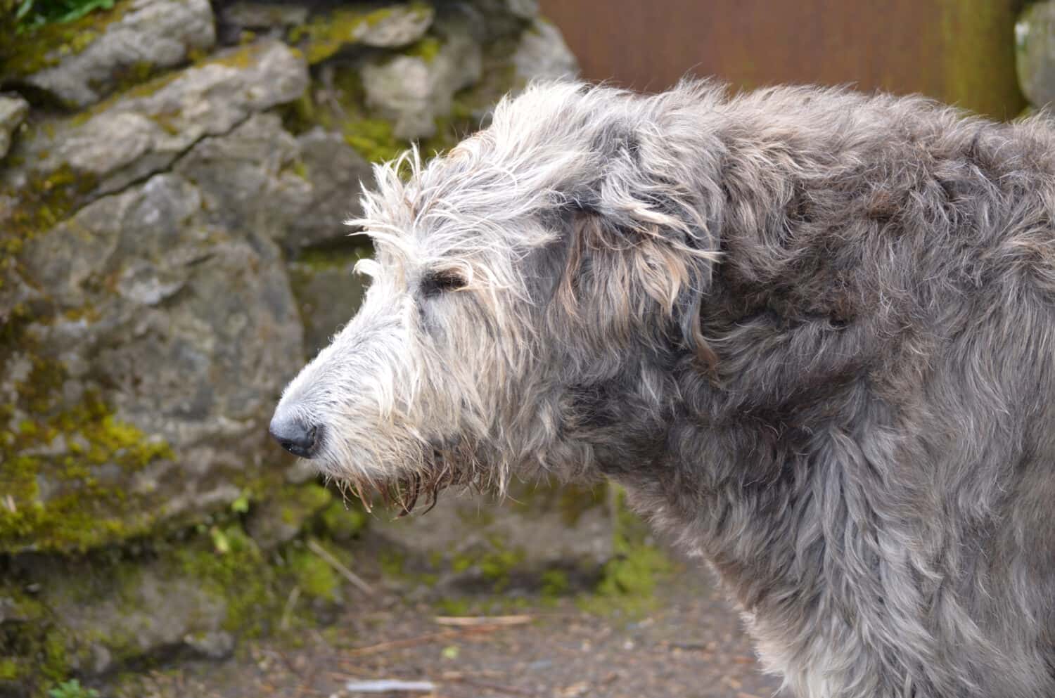 Beautiful side profile of an Irish Wolfhound dog outside a castle in Ireland.