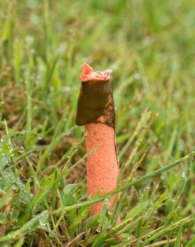 Pink Dog Stinkhorn mushroom, Mutinus, with brown slime attracting flies, growing in grass