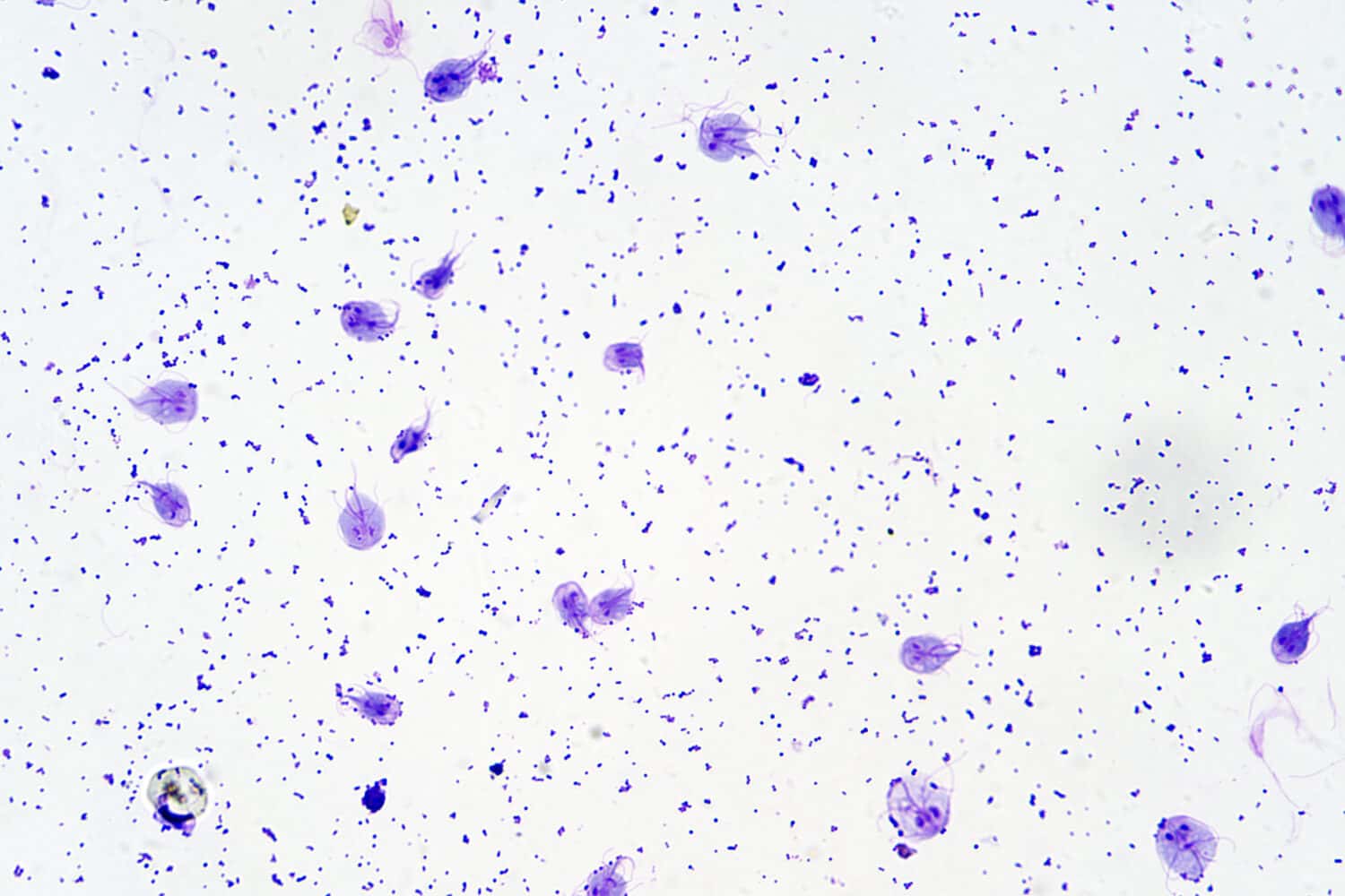 Flagellated protozoan parasite Giardia intestinalis under the microscope
