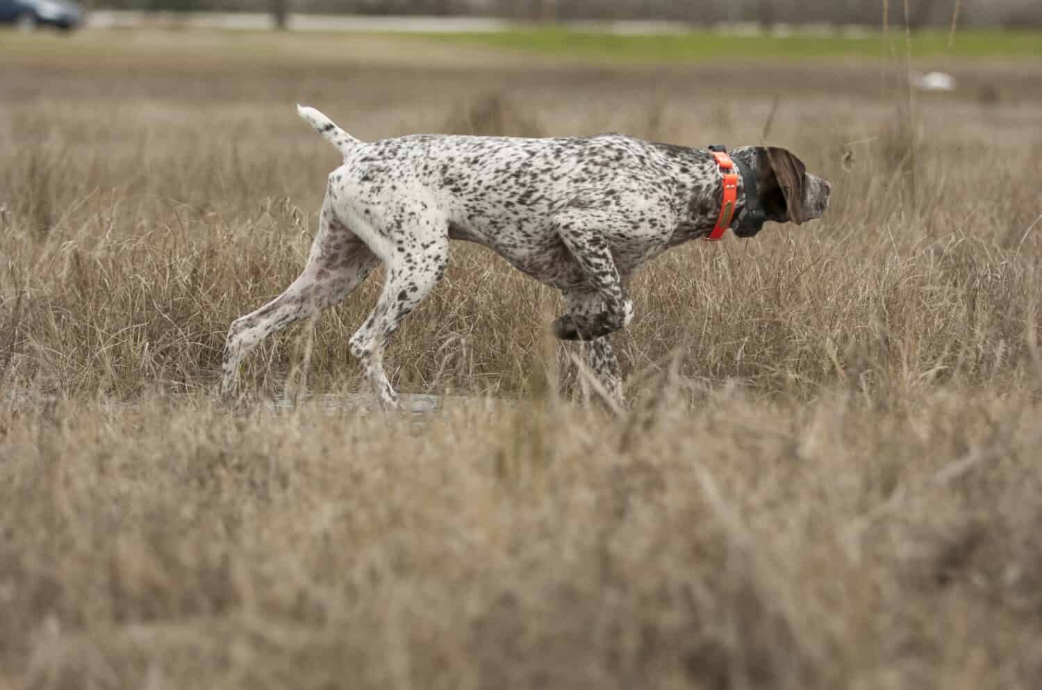 German Shorthaired Pointer dog in grass
