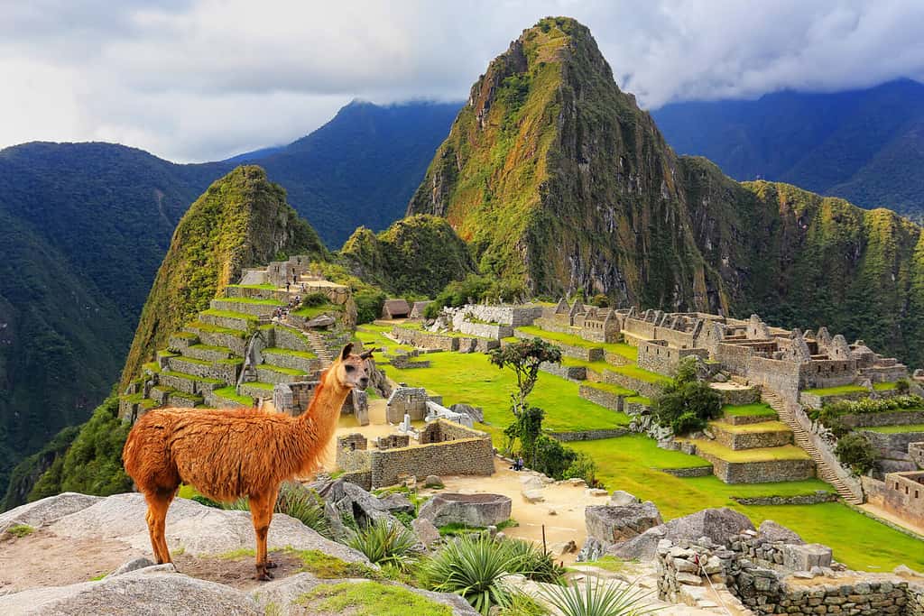 Llama standing at Machu Picchu overlook in Peru. In 2007 Machu Picchu was voted one of the New Seven Wonders of the World.