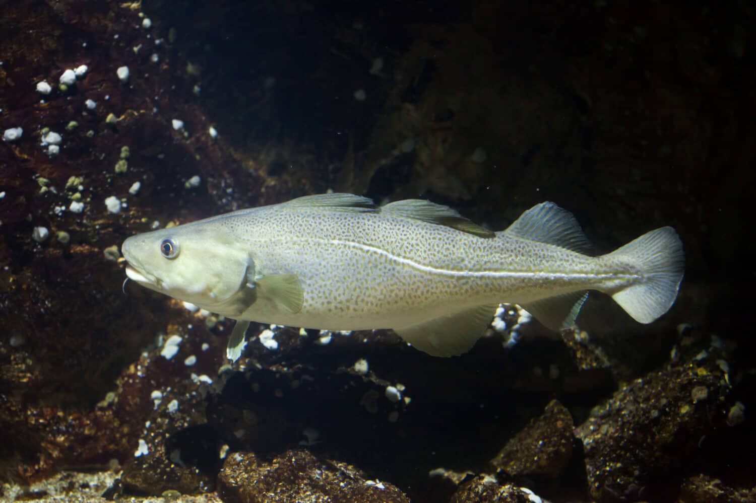 Atlantic cod (Gadus morhua). Marine fish.