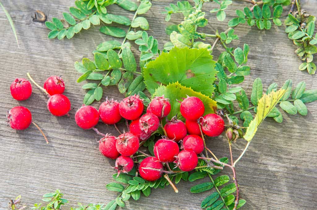 Texture, background. Hawthorn berries, how, vnitethorn, Crataegus, a thorny shrub or tree of the rose family, with white, pink, or red blossoms and small dark red fruits (haws).
