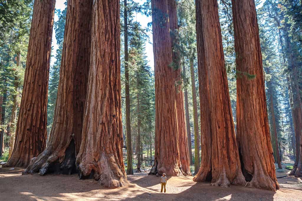 Scale of the giant sequoias, Sequoia National Park. California. U.S