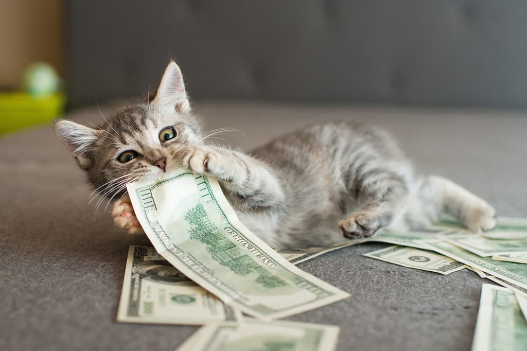 Gray Kitten Biting Money