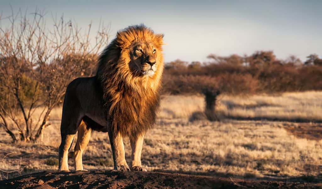 Single lion looking regal standing proudly on a small hill