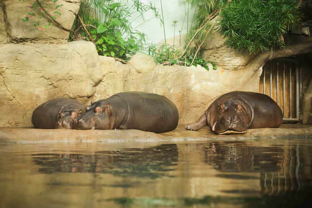 Hippopotamus in zoo in Prague