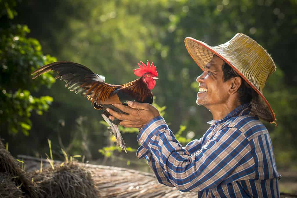 A happy Thai farmer and his roost.