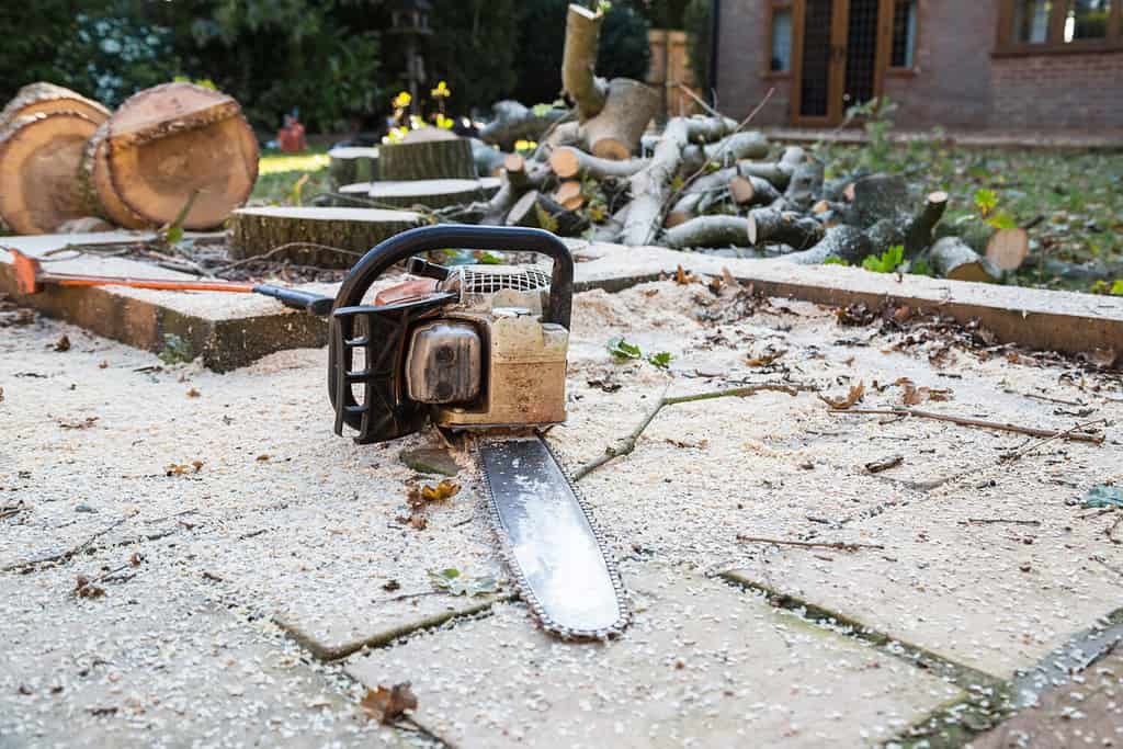 Felling a large oak tree in residential areas is dangerous.